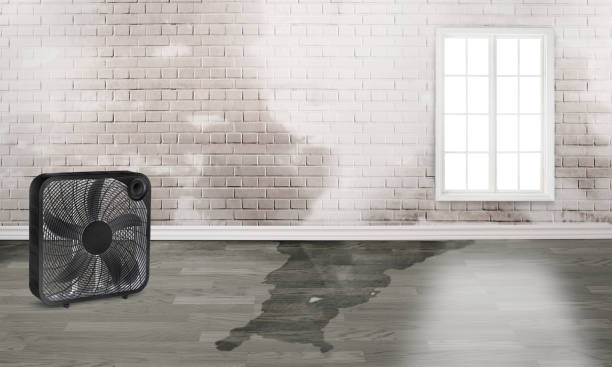 Best 24/7 water damage repair  in Whitesboro, AL